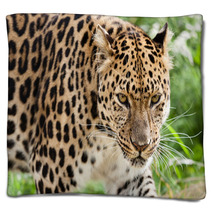 Head Shot Of Amur Leopard Stalking Forwards Blankets 44795106