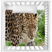 Head Shot Of Amur Leopard Stalking Forwards Nursery Decor 44795106