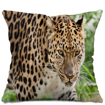 Head Shot Of Amur Leopard Stalking Forwards Pillows 44795106