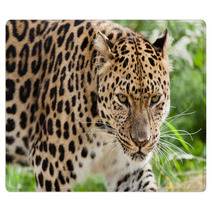 Head Shot Of Amur Leopard Stalking Forwards Rugs 44795106