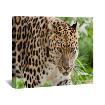 Head Shot Of Amur Leopard Stalking Forwards Wall Art 44795106