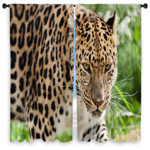 Head Shot Of Amur Leopard Stalking Forwards Window Curtains 44795106