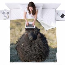 Hebridean Ewe In A Field Blankets 83620075