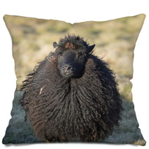 Hebridean Ewe In A Field Pillows 83620075