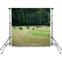 Herd Of Bison Grazing In Forest Backdrops 65506716