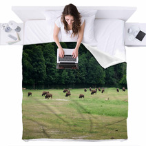 Herd Of Bison Grazing In Forest Blankets 65506716