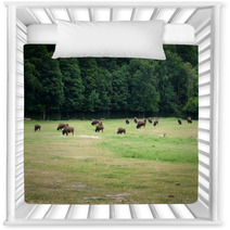 Herd Of Bison Grazing In Forest Nursery Decor 65506716