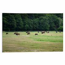 Herd Of Bison Grazing In Forest Rugs 65506716