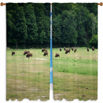 Herd Of Bison Grazing In Forest Window Curtains 65506716