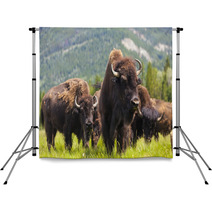 Herd of Bison On Grassy Landscape Backdrops 57263916