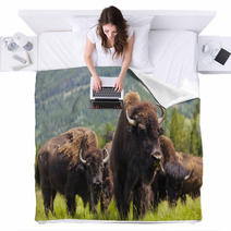 Herd of Bison On Grassy Landscape Blankets 57263916