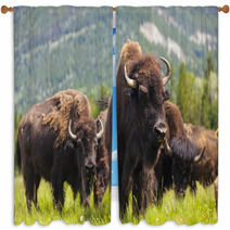 Herd of Bison On Grassy Landscape Window Curtains 57263916