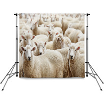 Herd Of Sheep Backdrops 12172246