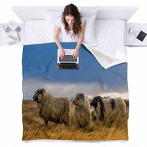 Herd Of Sheep In A Field Blankets 73208814