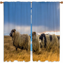 Herd Of Sheep In A Field Window Curtains 73208814