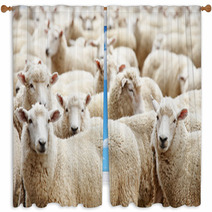 Herd Of Sheep Window Curtains 12172246