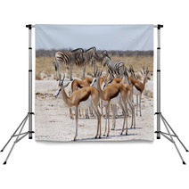 Herd Of Springbok And Zebra In Etosha Backdrops 86248804