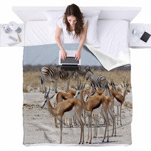 Herd Of Springbok And Zebra In Etosha Blankets 86248804