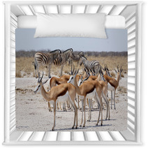 Herd Of Springbok And Zebra In Etosha Nursery Decor 86248804