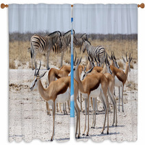 Herd Of Springbok And Zebra In Etosha Window Curtains 86248804