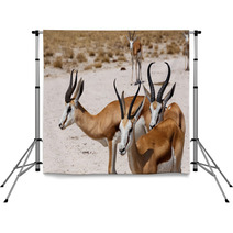 Herd Of Springbok In Etosha Backdrops 98465967