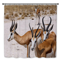 Herd Of Springbok In Etosha Bath Decor 98465967
