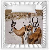Herd Of Springbok In Etosha Nursery Decor 98465967