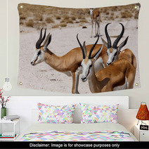 Herd Of Springbok In Etosha Wall Art 98465967