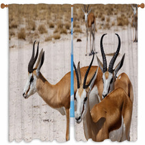 Herd Of Springbok In Etosha Window Curtains 98465967