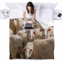 Herd Of White Sheep Blankets 80032342