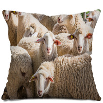 Herd Of White Sheep Pillows 80032342