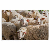 Herd Of White Sheep Rugs 80032342