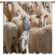 Herd Of White Sheep Window Curtains 80032342