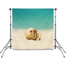Hermit Crab At Beach Backdrops 79354342