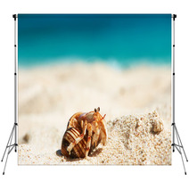 Hermit Crab At Beach Backdrops 84297848