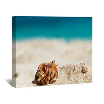 Hermit Crab At Beach Wall Art 84297848