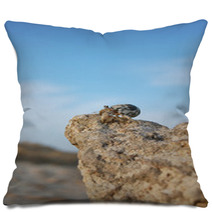 Hermit crab looks into the distance from the cliff Pillows 100561774
