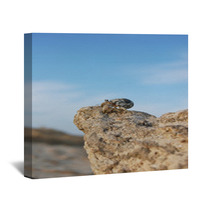Hermit crab looks into the distance from the cliff Wall Art 100561774