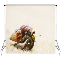 Hermit Crab On A Beach Backdrops 39240772