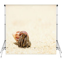 Hermit Crab On A Beach Backdrops 41108543