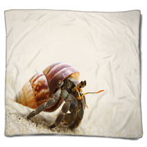 Hermit Crab On A Beach Blankets 39240772