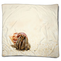 Hermit Crab On A Beach Blankets 41108543