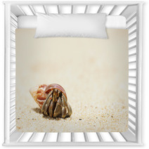 Hermit Crab On A Beach Nursery Decor 41108543