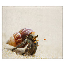 Hermit Crab On A Beach Rugs 39240772