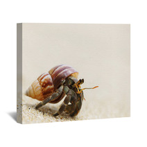 Hermit Crab On A Beach Wall Art 39240772