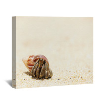 Hermit Crab On A Beach Wall Art 41108543