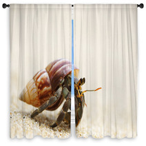 Hermit Crab On A Beach Window Curtains 39240772