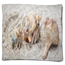 Hermit Crabs On A Beach Of Socotra Island Blankets 100044893