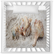 Hermit Crabs On A Beach Of Socotra Island Nursery Decor 100044893