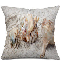 Hermit Crabs On A Beach Of Socotra Island Pillows 100044893
